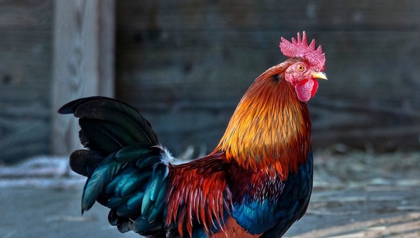 Lorsque l'on change de sujet, on passe du coq à......