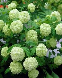 Donnez le nom usuel et le nom botanique de cette fleur ?
