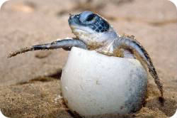 Combien de bébé la tortue peut-elle faire ?