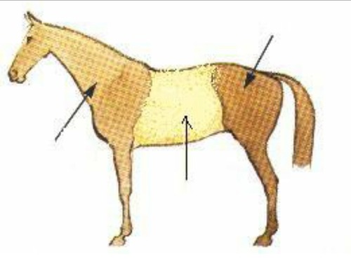 Quelles sont les 3 grandes parties du cheval ?