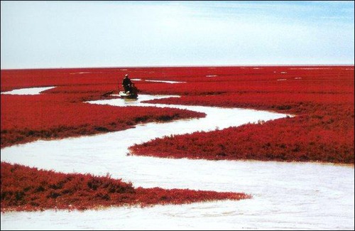 Dans quel pays peut-on voir 'La plage rouge', une réserve nationale de Panjin ?