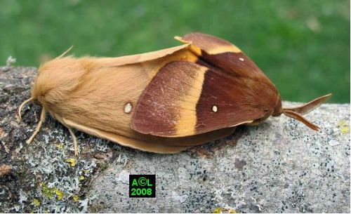 Quel est ce papillon nocturne possédant un ocelle blanc bordé de noir sur ses ailes antérieures ?