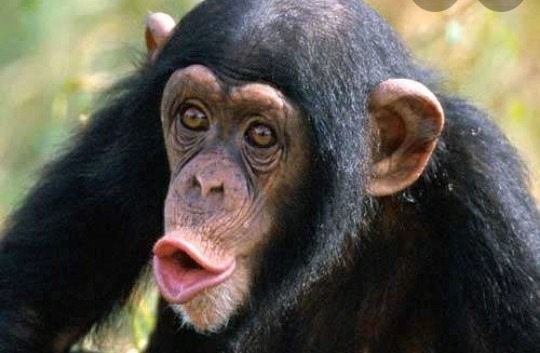 En général les chimpanzés vivent en communauté ?