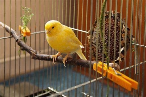 Comment s'appelle ce bel oiseau dans sa cage ?