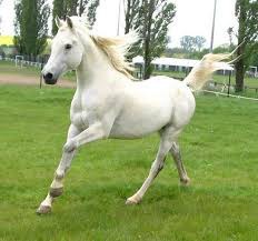 Quelle était la couleur du cheval blanc d'Henri 4 ?