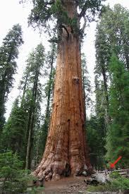 Quelle est la particularité du séquoia baptisé General Sherman ?