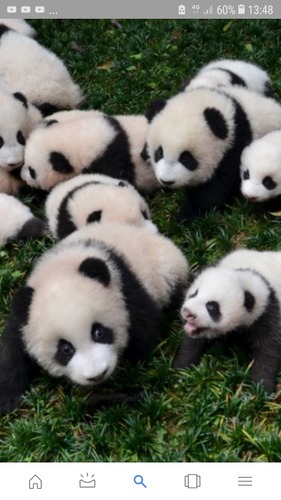Dans quel pays y a-t-il le plus de pandas ?
