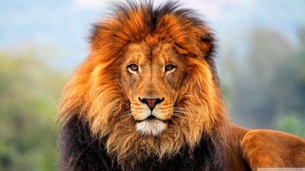 On l'appelle le roi des animaux mais ce sont les lionnes qui chassent car lui il dort combien d'heures par jour en moyenne ?