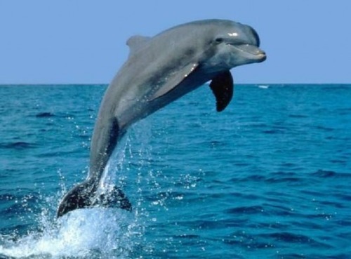 Comment appelle-t-on la femelle du dauphin ?