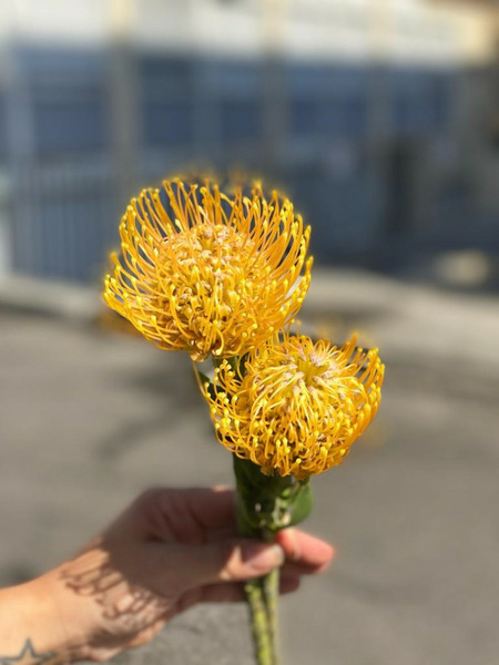 Donnez le nom usuel et le nom botanique de cette fleur :