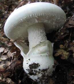 Un amanite proche est un champignons mortel.