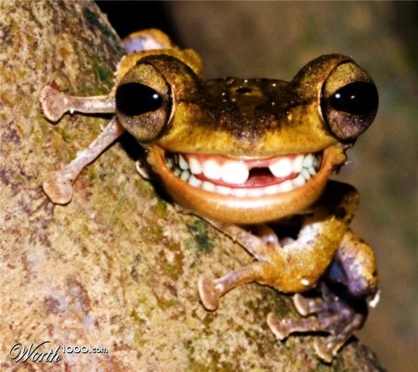 Les grenouilles possèdent des dents