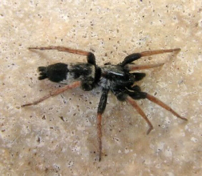 Comment s'appelle cette araignée ?