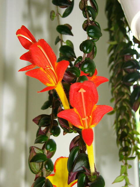 Donnez le nom usuel de cette plante ?
