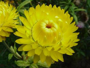 Donnez le nom usuel et le nom botanique de cette fleur: