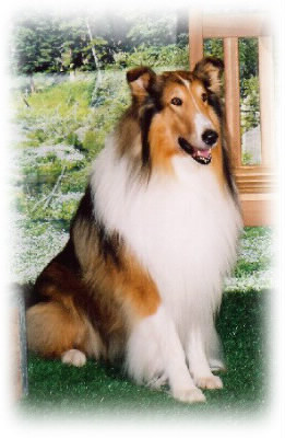Quelle est la race du chien dans le film "Lassie" ?