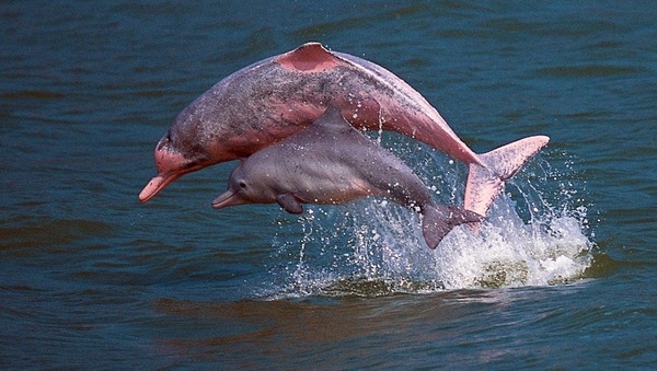 De quelle couleur est le dauphin rose de l'Amazone ?