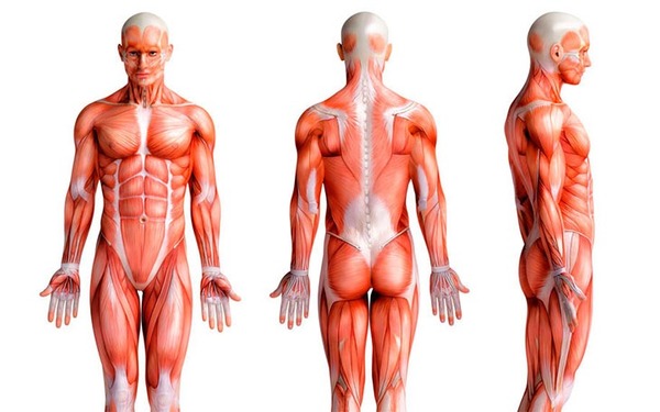De acordo com a sua função, os músculos podem ser classificados em?