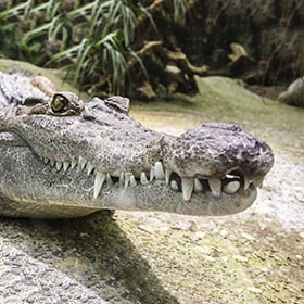 Vrai ou faux ? Plusieurs des dents inférieures du crocodile restent apparentes lorsqu’il ferme la gueule, ce qui n’est pas le cas chez l’alligator.