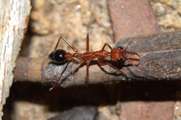 La piqûre répétée de quelle fourmi peut être mortelle pour l'homme ?