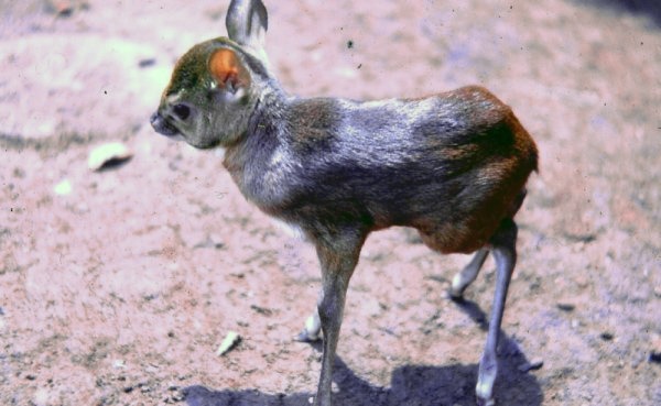 Quel animal fait partie des plus petites antilopes avec moins de 4 kg ?