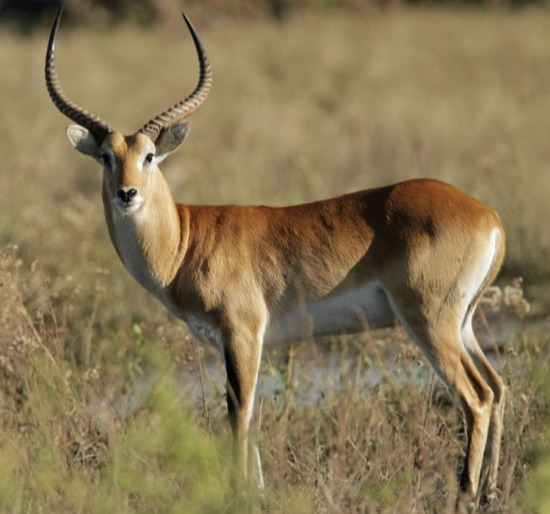 Comment dit-on antilope en anglais ?