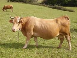 Cette vache des Alpes est une :