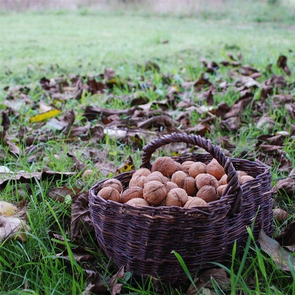 Lors de la récolte des noix, comment se nomme l’étape où l’on fait tomber ces fruits secs à terre pour les ramasser ?