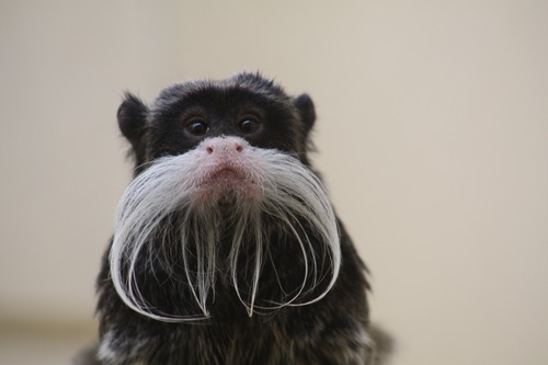 Pour finir en beauté, quel est ce petit singe moustachu?