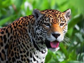 Où vit le jaguar ?