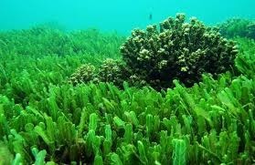 Quelle discipline étudie les algues ?