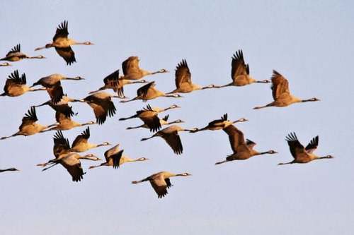 Les oiseaux migrateurs évitent de survoler les mers.