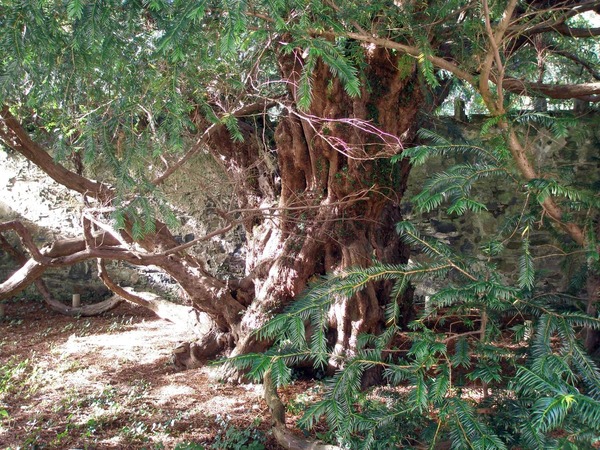 L'Ecosse abriterait l'un des plus vieux arbres d'Europe...