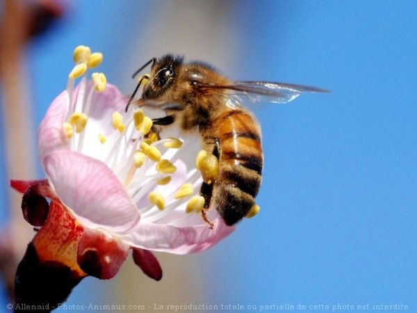 Que font les abeilles volant de fleur en fleur à la recherche de nourriture ?