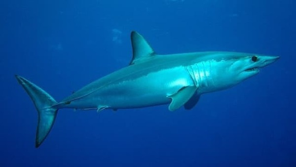 Le requin Mako est aussi appelé le requin .....-bleu ?