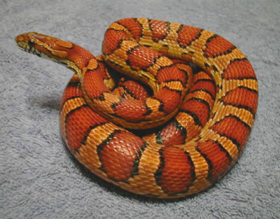 Quel est le nom de ce serpent vraiment... coloré ?