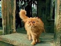 Comment s'appelle ce chat dans "Harry Potter" ?