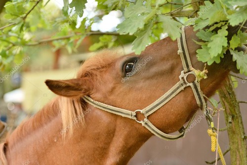 Quel arbre est un poison violent pour un cheval ?