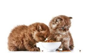 Quel aliment est dangereux pour le chat ?