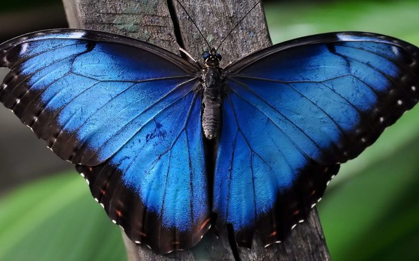 Ce papillon est un morpho bleu, on le trouve en Amérique Centrale et du Sud !
