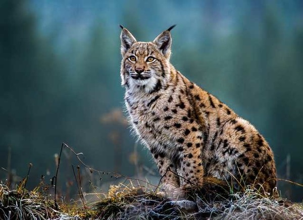 Autrefois, sous quel nom était connu le lynx ?