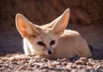 A qui appartiennent ces oreilles ? partie 1