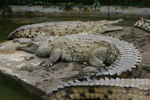 Dans la peau d’un crocodile !