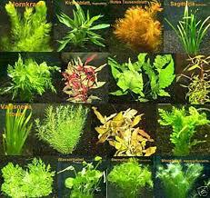 Les plantes aquatiques
