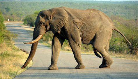 L'éléphant‚ l'éponge