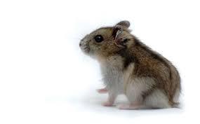 Le hamster russe