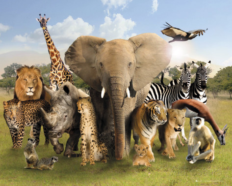 Identifiez le continent de ces animaux