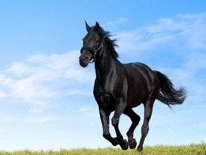 Le cheval / l'équitation
