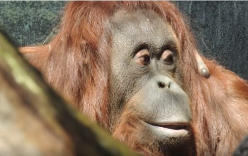 Nénette, une orang-outan célèbre - 2A