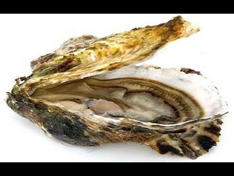 Les huîtres (2) - 5A